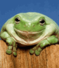 froschpic.gif