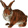 tigerhase_ani.gif tigerhase_ani.gif