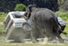 elefant-zerstoert-auto.jpg elefant-zerstoert-auto.jpg