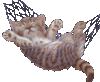 1201262110katze_haengmatte.gif 1201262110katze_haengmatte.gif