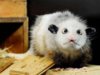 schielendes opossum.jpg