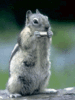 53.gif 53.gif