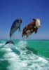 Delfin Kuh.jpg