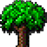 bonsai64