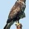 bussard013