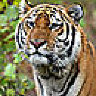 tigerlaune