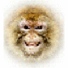 Lysjeger