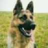 Schäferhund