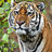 tigerlaune
