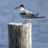noesis-