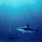 McShark