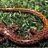 salamander1